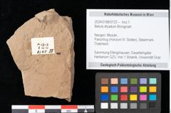 Foto (Objekt + Etikett) von Betula dryadum Brongniart (NHMW-GEO-2024-0188-0722)